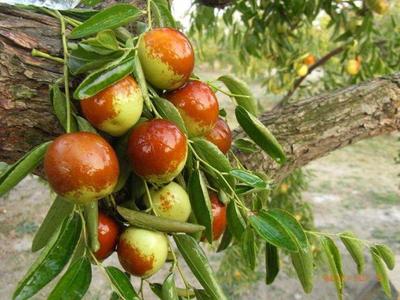 國內(nèi)最好吃的冬棗在哪?到這3個地方,保證你挑的棗個個脆甜好吃