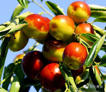 國慶節(jié)來黃驊這十幾種美食千萬別錯過