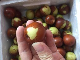 亞馬遜:商品評(píng)論: 秋里紅 黃驊鮮冬棗5斤 保鮮盒裝 黃驊孔店冬棗示范基地 現(xiàn)摘現(xiàn)發(fā)(當(dāng)天下單,通常第二天采摘、發(fā)貨)