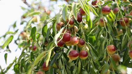 《壯美山河·冀