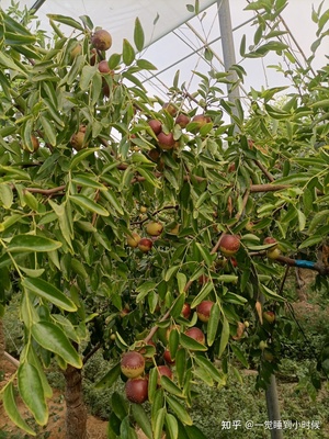 哪里的冬棗最好?山東沾化、河北黃驊、陜西大荔,還是山西、新疆江西或其他地方?