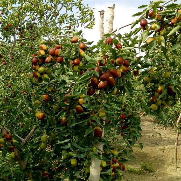 黃驊冬棗脆又甜，今秋又是豐收年