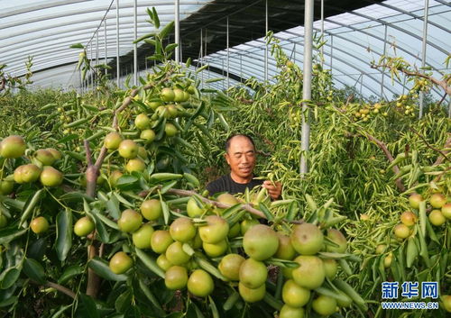 河北黃驊 錯(cuò)季冬棗種植開辟增收新路徑