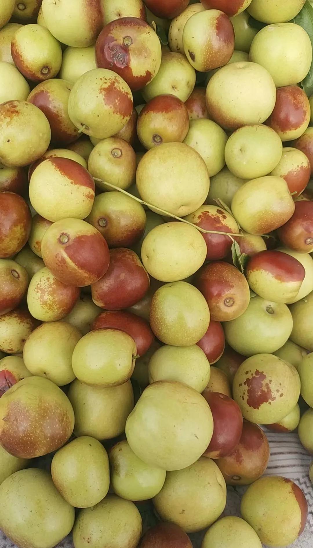 咬一口就上頭！黃驊冬棗甜到心坎里