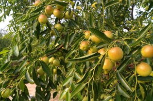 黃驊三娘冬棗采摘園全攻略 門票、地址、游玩指南及圖片分享