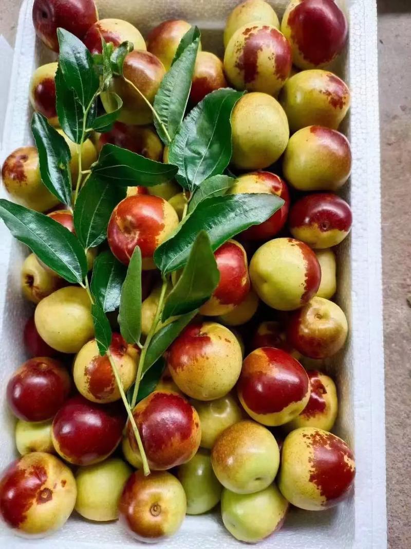 黃驊冬棗 自然饋贈，甜美健康，等您下單