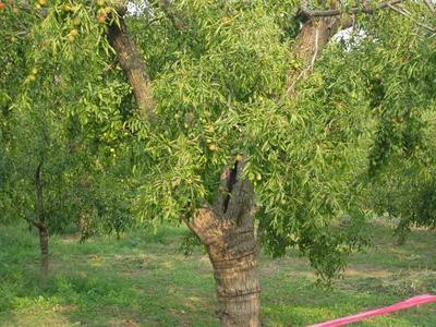 黃驊600年樹齡昭福古冬棗樹——黃驊冬棗節(jié)采風