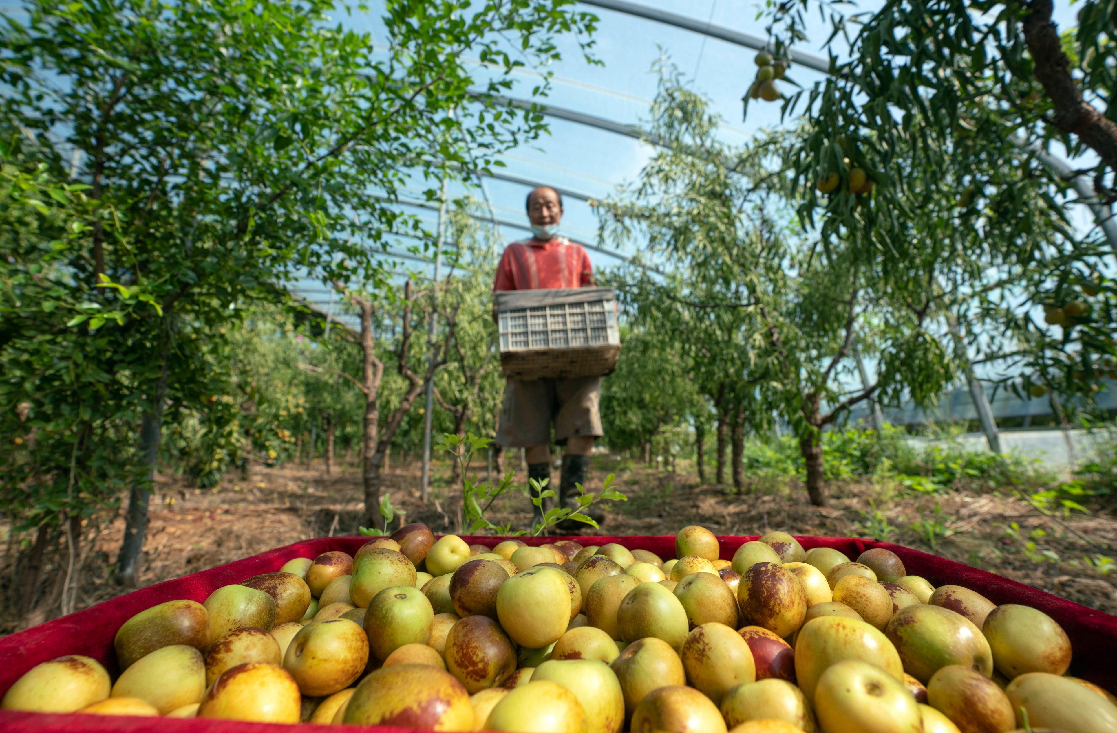 河北黃驊 冬棗大棚采收忙，特色產(chǎn)業(yè)促增收