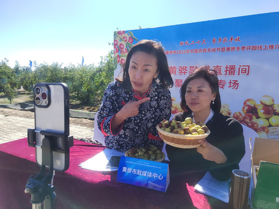 河北黃驊 古貢棗園話豐收，特色農(nóng)業(yè)促振興