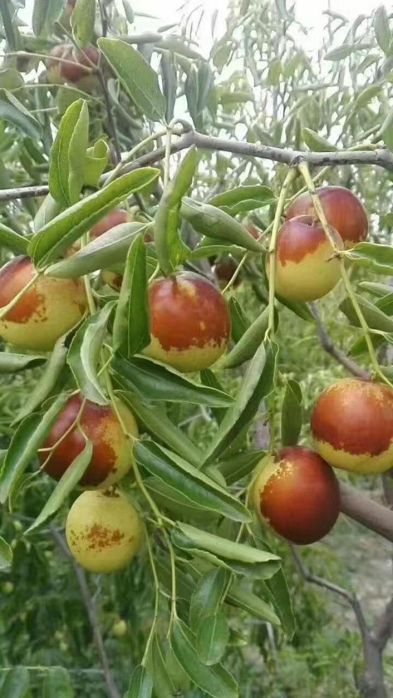 滄州黃驊冬棗 一口咬下，滿嘴的清甜與實力