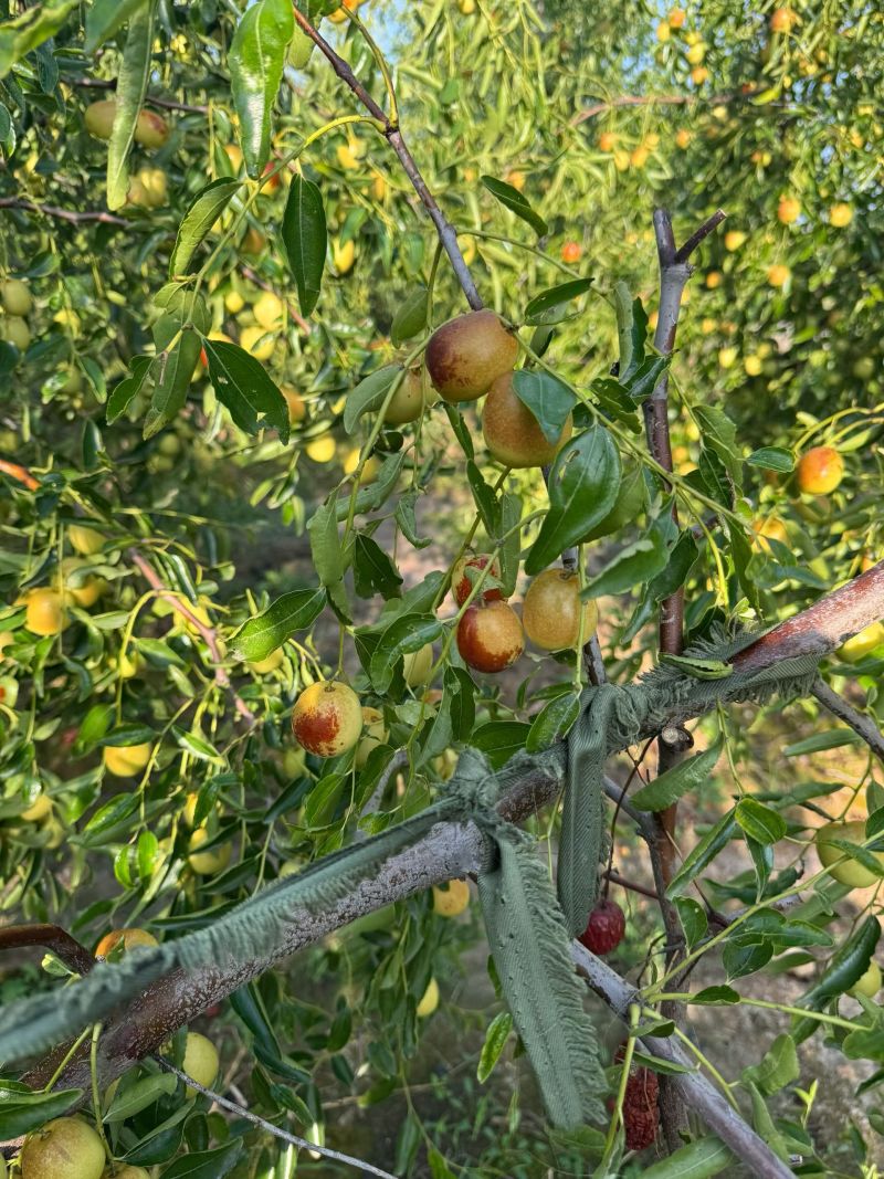 黃驊冬棗 河北滄州的“金疙瘩”，品質(zhì)與實惠的完美結(jié)合