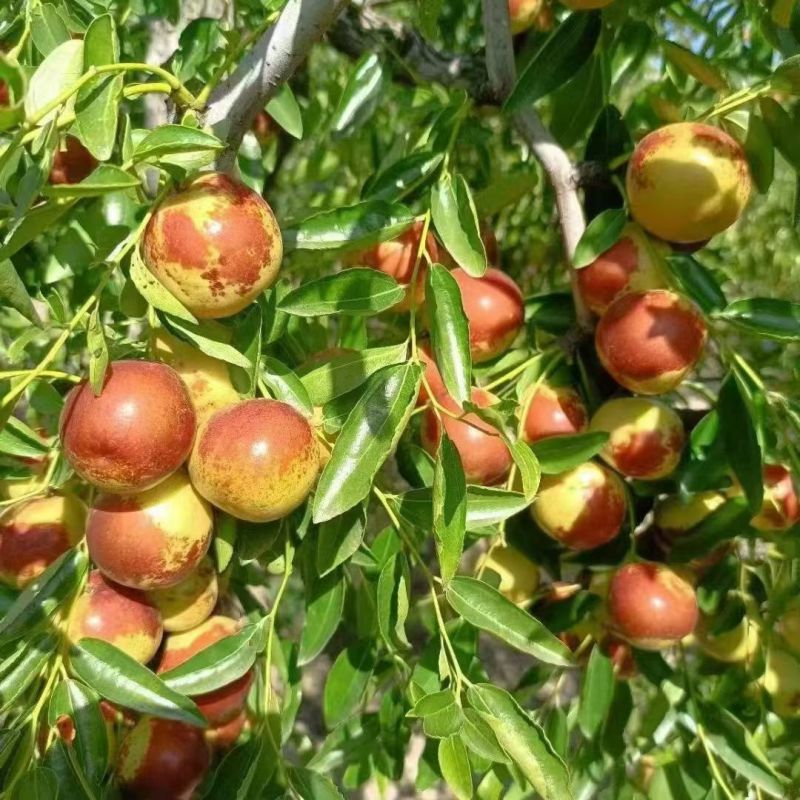 河北黃驊冬棗 雨前珍品，質(zhì)優(yōu)價美，批發(fā)首選