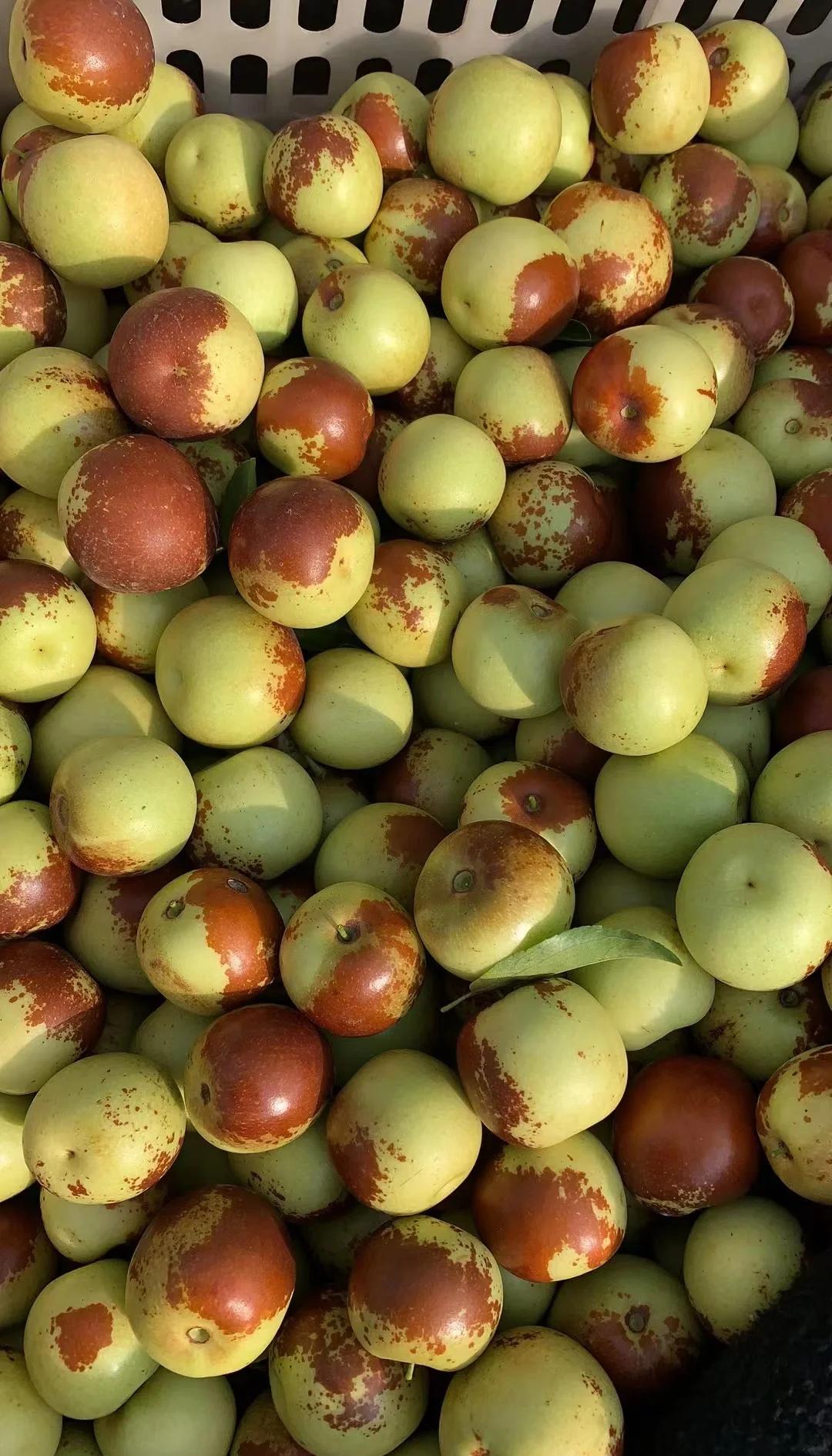 黃驊冬棗鮮到爆！舌尖速遞，領略冰甜脆爽的秋日珍饈