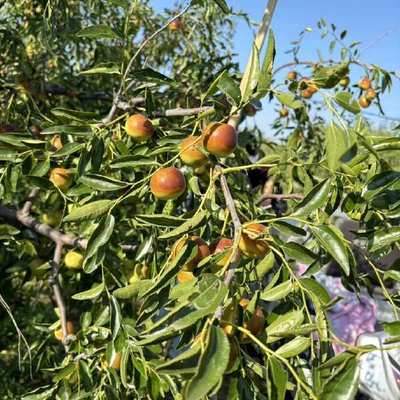 黃驊冬棗 個大皮薄，脆甜沁心的北方珍果